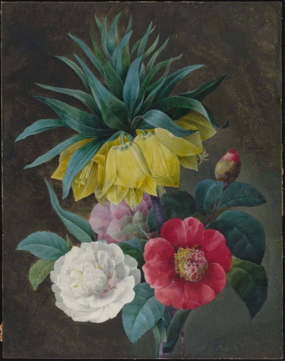 Pierre Joseph Redouté - 152, Quattro peonie e una corona imperiale, Collection of Mr. and Mrs. Paul Mellon, National Gallery of Art